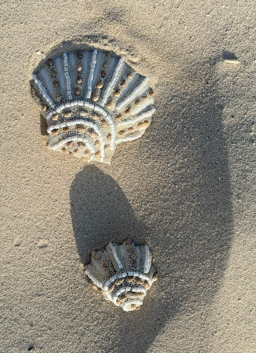 1 Shell Shell Table Accent